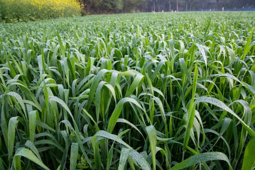 Green grass with dew drops winter morning close-up.  Natural wheat plant background