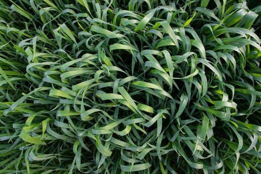 Green grass background with dew drops winter morning . Top view of Natural   green  wheat plant