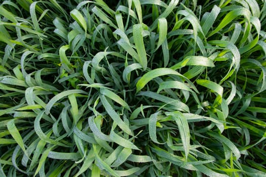 Green grass with dew drops winter morning close-up.  Natural wheat plant background
