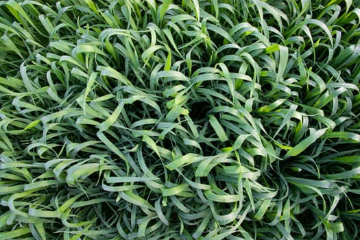 Green grass background with dew drops winter morning . Top view of Natural   green  wheat plant