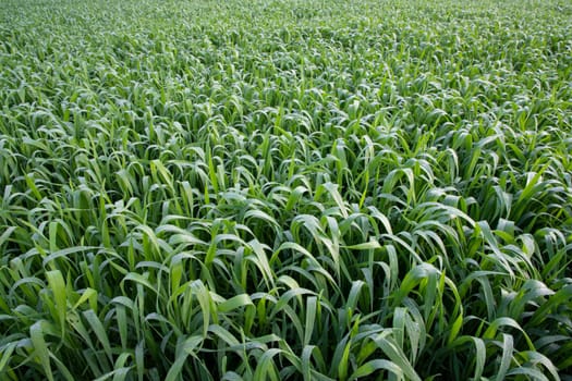 Green grass with dew drops winter morning .  Natural wheat plant background