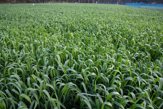 Green grass with dew drops winter morning .  Natural wheat plant background