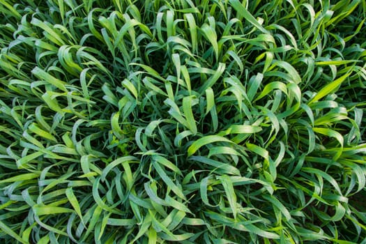 Green grass background with dew drops winter morning . Top view of Natural   green  wheat plant