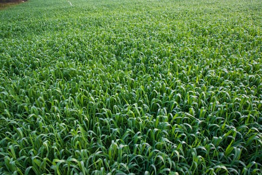 Green grass with dew drops winter morning .  Natural wheat plant background