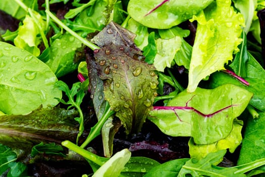 Mix of fresh light salad leaves on the plate. Green food. Food background