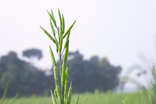 green raw rapeseed spike in the field with blurred background and copy space