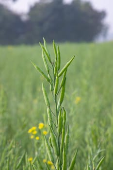 green raw rapeseed spike in the field with blurred background and copy space