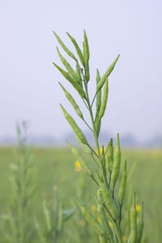 green raw rapeseed spike in the field with blurred background and copy space