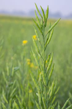green raw rapeseed spike in the field with blurred background and copy space