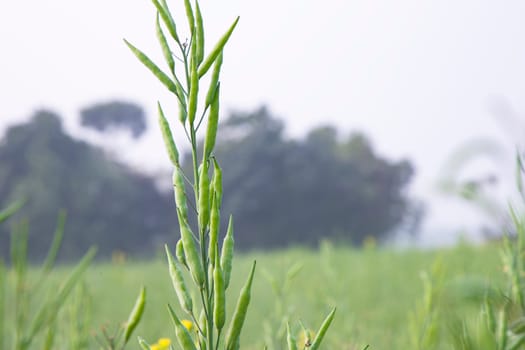 green raw rapeseed spike in the field with blurred background and copy space
