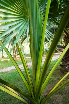 Palm trees in the Park greenery landscape view