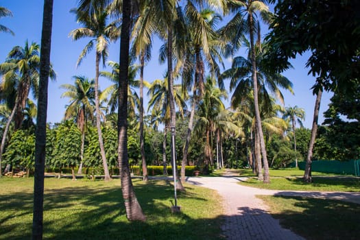 Coconut Palm trees in the Park greenery landscape view