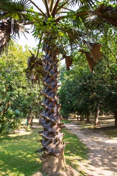 Palm trees in the Park greenery landscape view