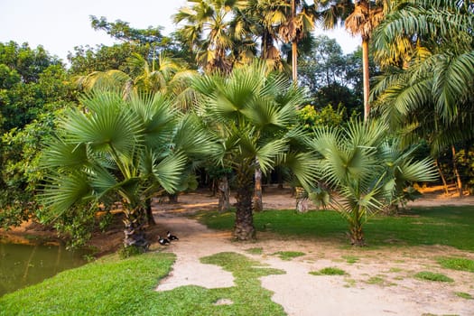 Palm trees in the Park greenery landscape view