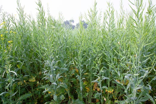 Green Rapeseed in the field, closeup of the photo