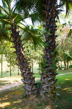 Palm trees in the Park greenery landscape view