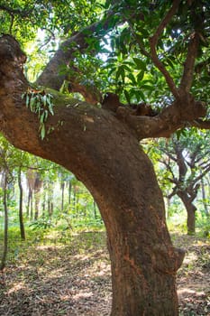the biggest old tree in the forest with a greenery view