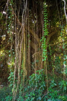 Big Bot or Banyan Tree with Branch root