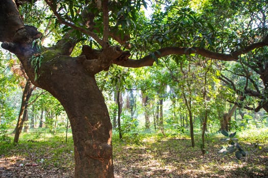 the biggest old tree in the forest with a greenery view