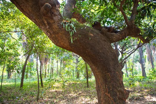 the biggest old tree in the forest with a greenery view