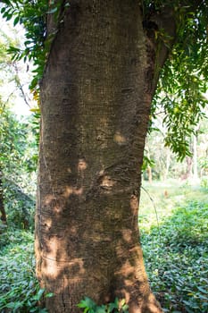 the biggest old tree in the forest with a greenery view