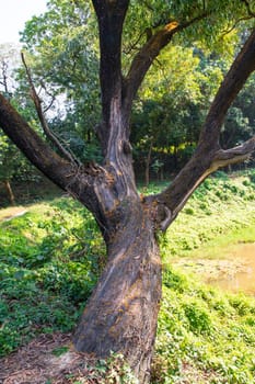 the biggest old tree in the forest with a greenery view