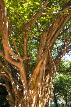 Big Bot or Banyan Tree with Branch root