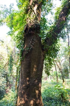 the biggest old tree in the forest with a greenery view