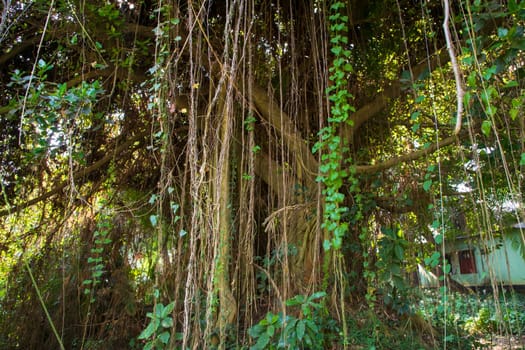 Big Bot or Banyan Tree with Branch root