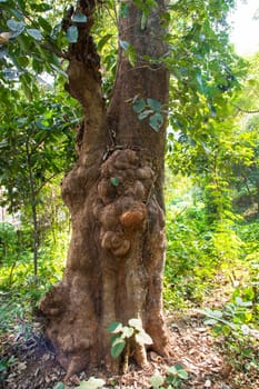 the biggest old tree in the forest with a greenery view