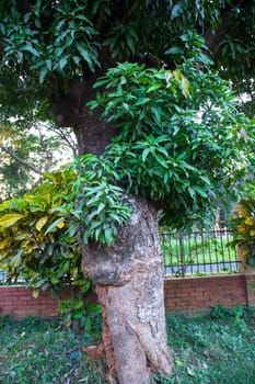 the biggest old tree in the forest with a greenery view