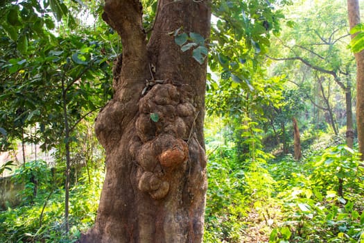 the biggest old tree in the forest with a greenery view
