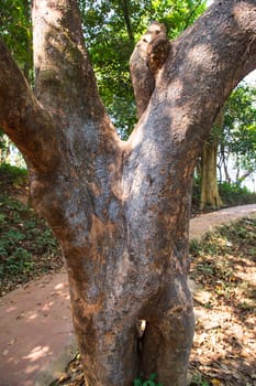 the biggest old tree in the forest with a greenery view