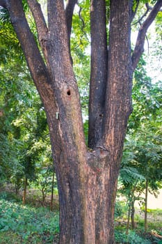 the biggest old tree in the forest with a greenery view