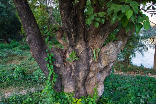 the biggest old tree in the forest with a greenery view
