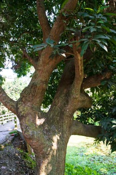 Natural Landscape view texture of Old Mango Tree Brach in the Park