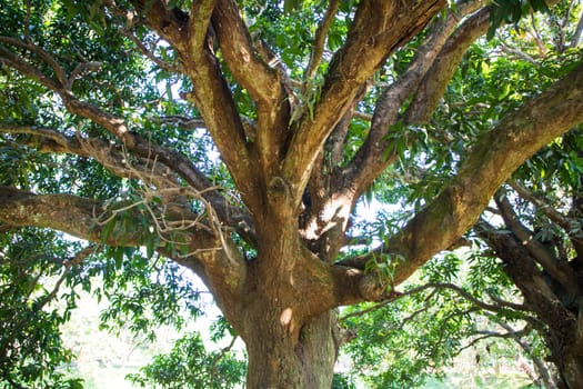 Natural Landscape view texture of Old Mango Tree Brach in the Park
