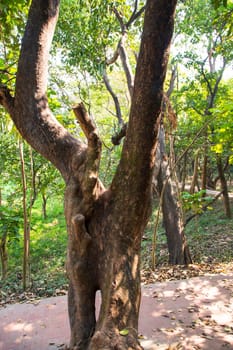 the biggest old tree in the forest with a greenery view