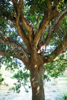 Natural Landscape view texture of Old Mango Tree Brach in the Park