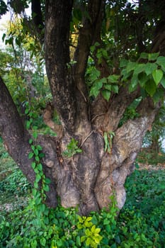 the biggest old tree in the forest with a greenery view