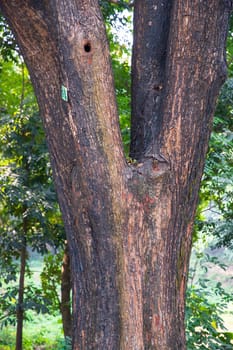 the biggest old tree in the forest with a greenery view