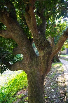 Natural Landscape view texture of Old Mango Tree Brach in the Park