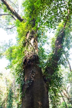 the biggest old tree in the forest with a greenery view