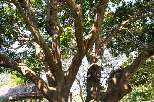 Natural Landscape view texture of Old Mango Tree Brach in the Park