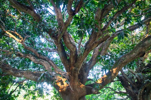 Natural Landscape view texture of Old Mango Tree Brach in the Park