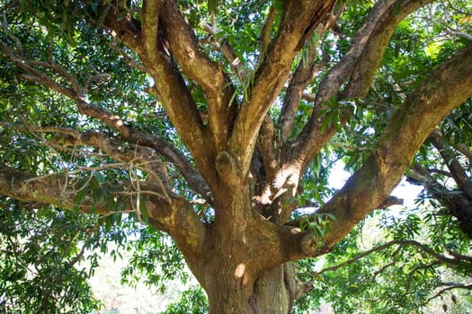 Natural Landscape view texture of Old Mango Tree Brach in the Park