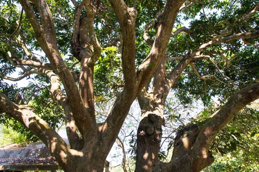 Natural Landscape view texture of Old Mango Tree Brach in the Park