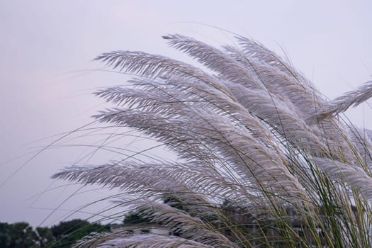 Autumn  icon White kans grass or saccharum spontaneum flowers under the day light blue sky