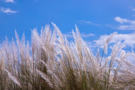 Autumn  icon White kans grass or saccharum spontaneum flowers under the day light blue sky