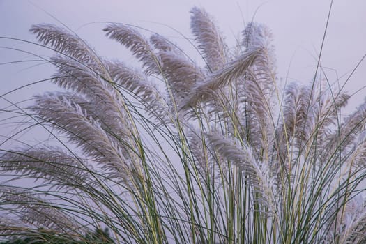 Autumn  icon White kans grass or saccharum spontaneum flowers under the day light blue sky